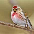 Common Redpoll (male)